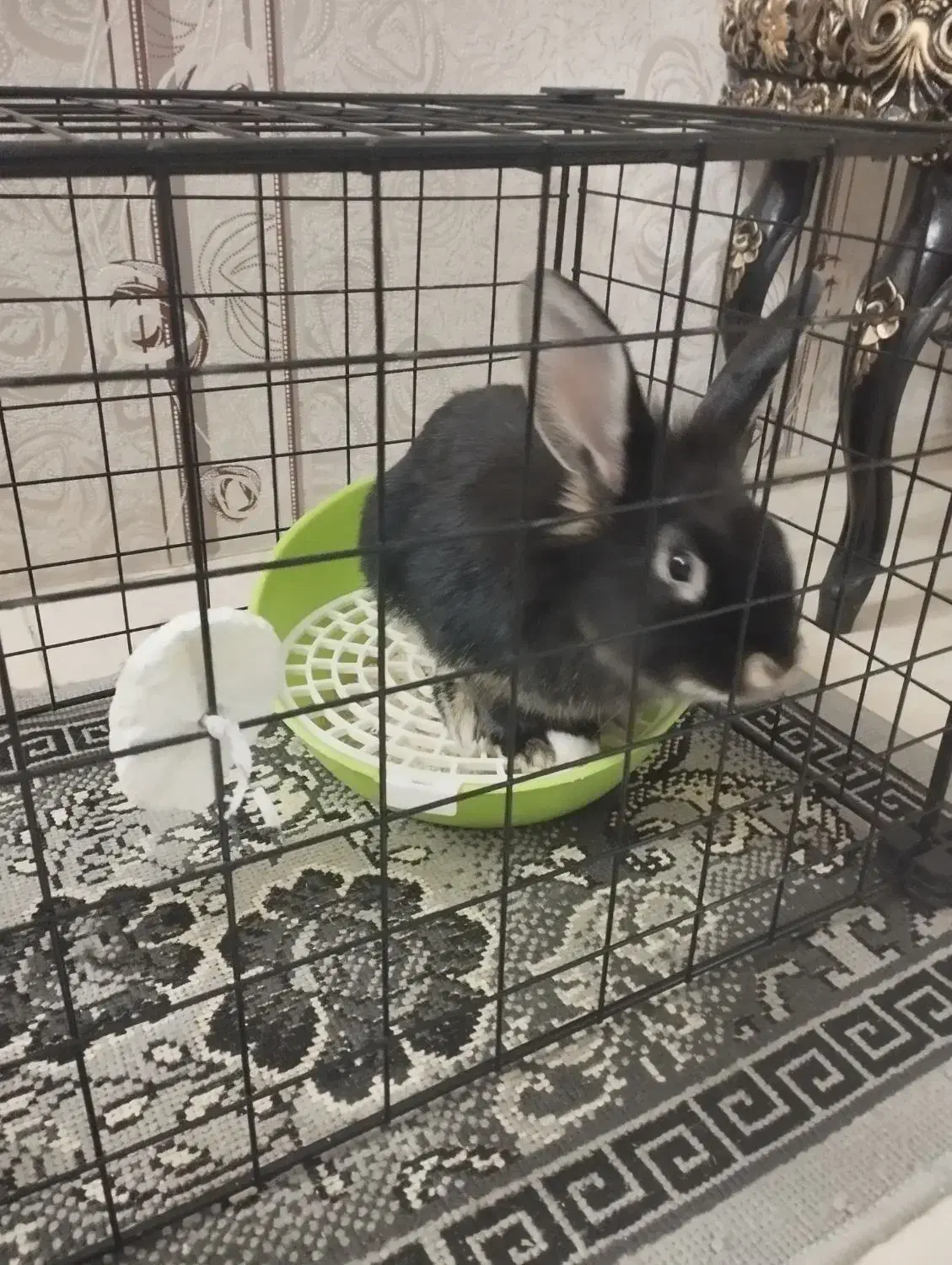 خرگوش لوپ مشکی|موش و خرگوش|مشهد, امیریه|دیوار