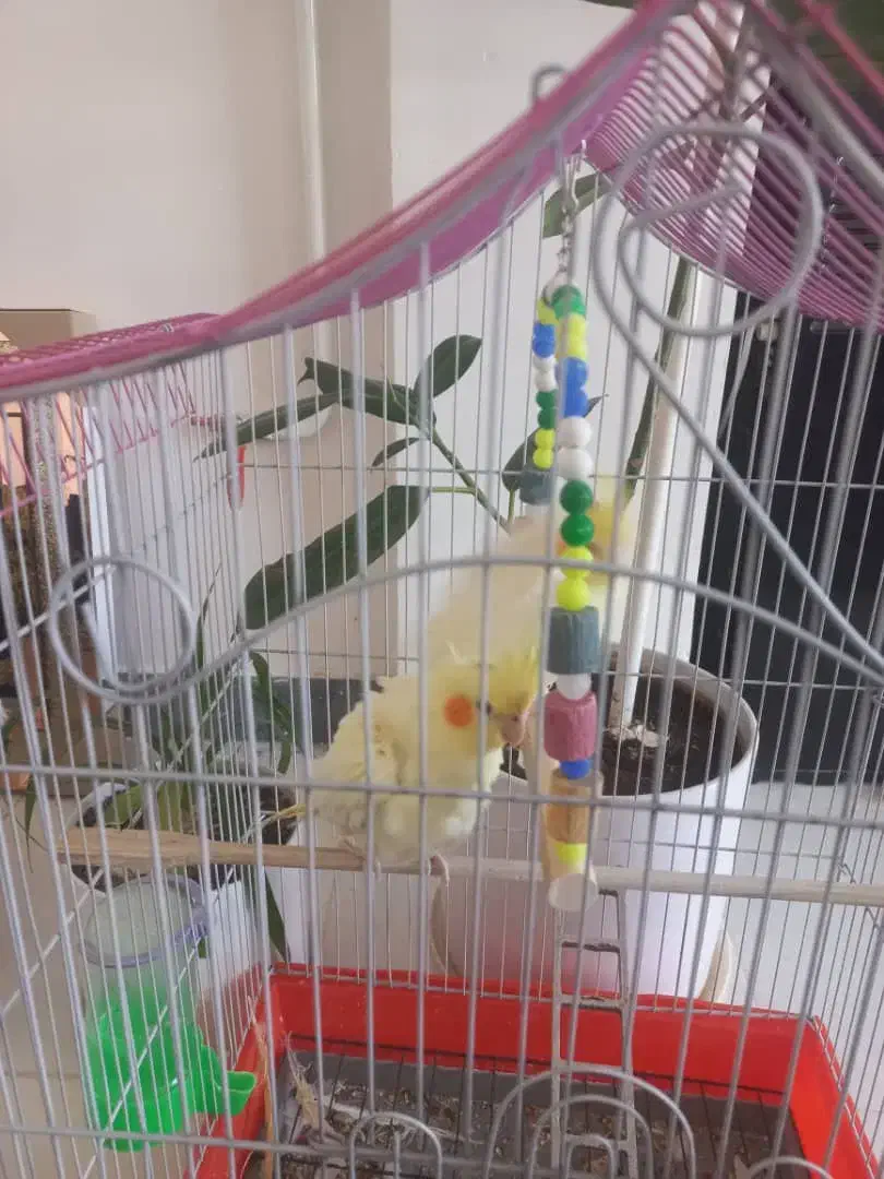 عروس هلندی ماده|پرنده|اهواز, کیانشهر|دیوار