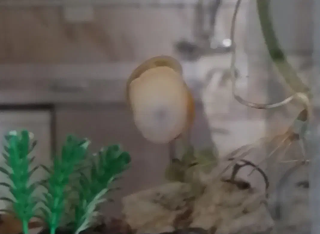 حلزون آکواریومی|ماهی|مریوان, |دیوار