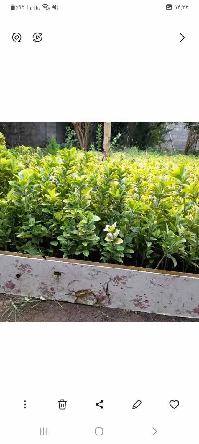 گل شمشاد|گل و گیاه طبیعی|رشت, حمیدیان|دیوار