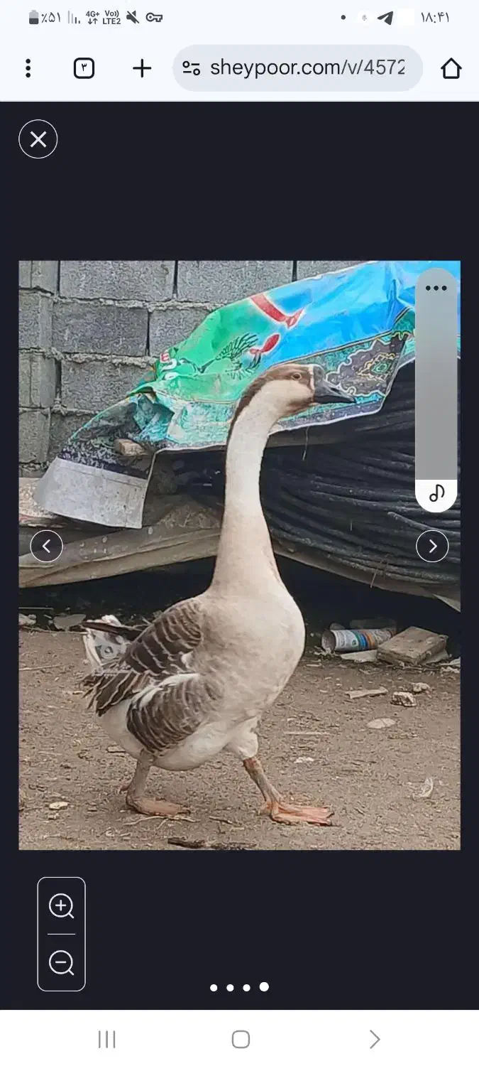 غازاوکراینی|حیوانات مزرعه|آمل, |دیوار