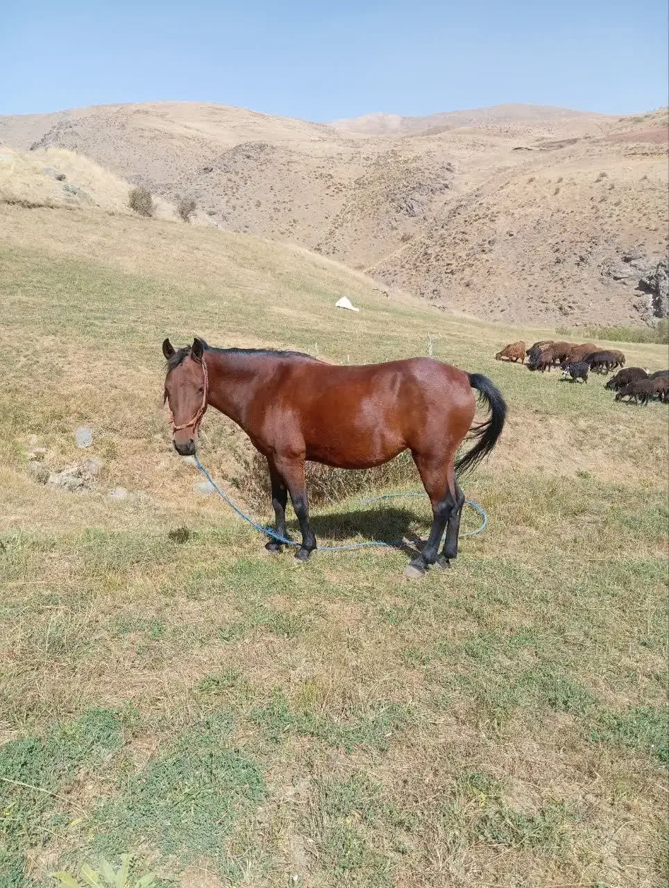 اسب فروشی|اسب و تجهیزات اسب‌سواری|ماهنشان, |دیوار