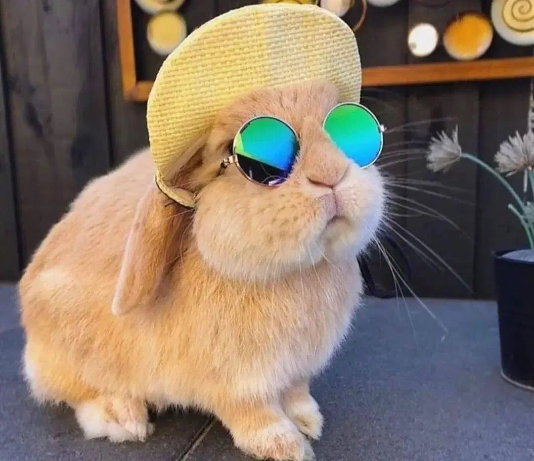 خرگوش رایگان باخرید لوازم نگهداری با کارتکس سلامت|موش و خرگوش|اصفهان, همدانیان|دیوار