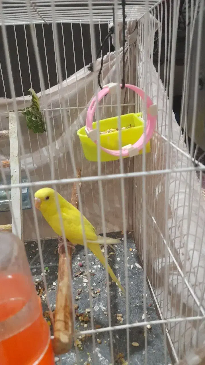 مرغ دستی و فنچ معاوضه با انگشتر نقره|پرنده|مشهد, فدک|دیوار