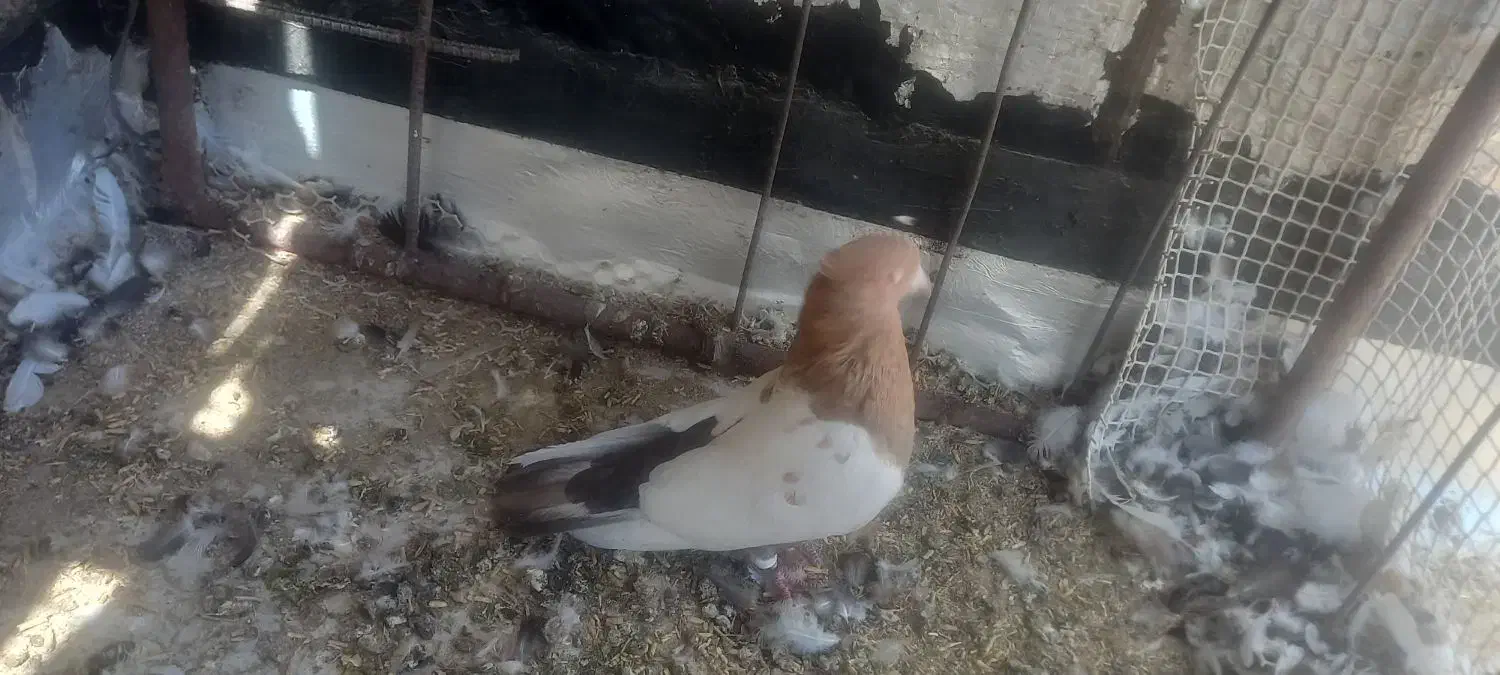 سینه دوسبت بداری|پرنده|مرودشت, کناره|دیوار