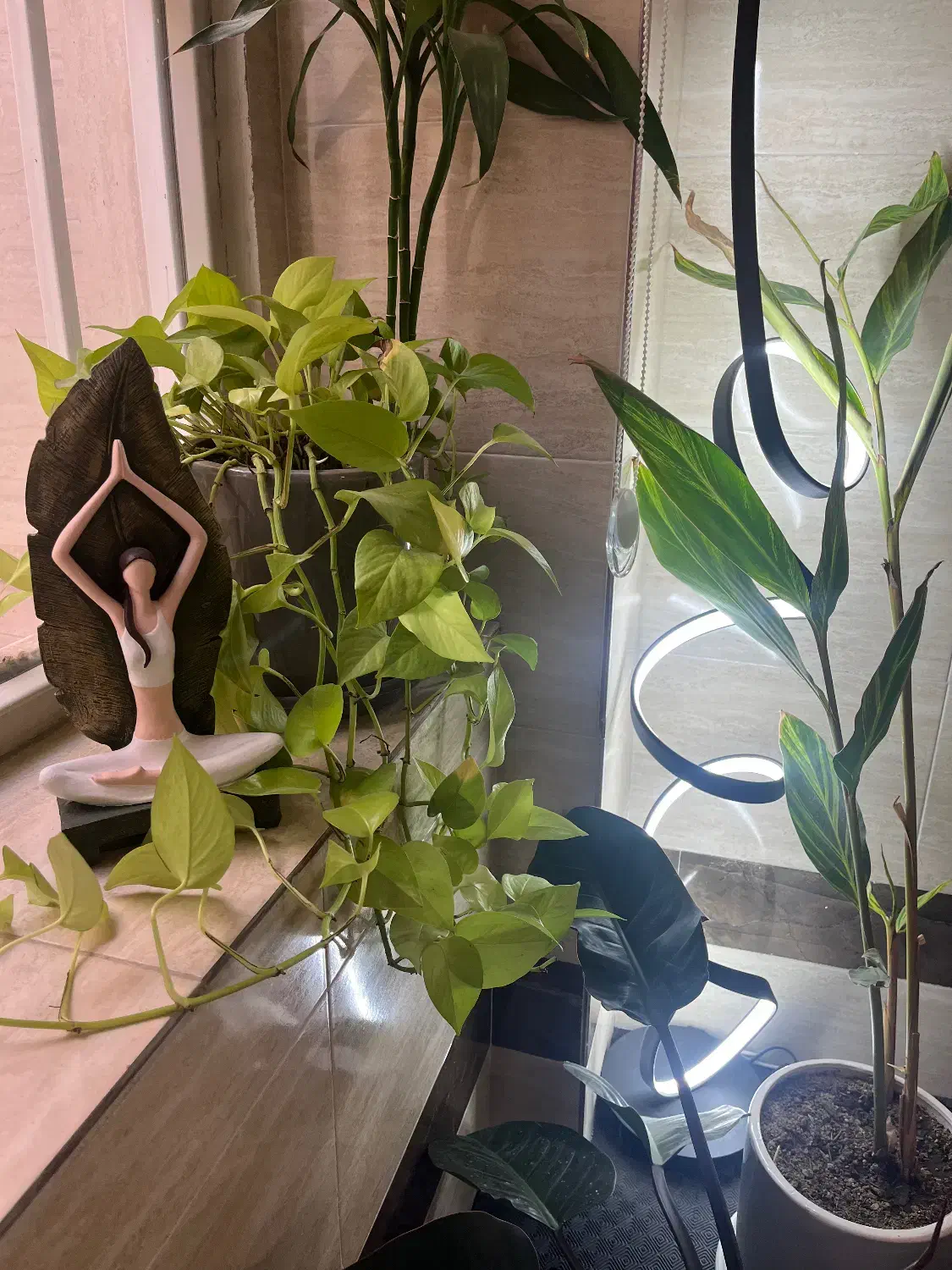 کلاس آموزشی یوگا|خدمات آموزشی|زنجان, |دیوار