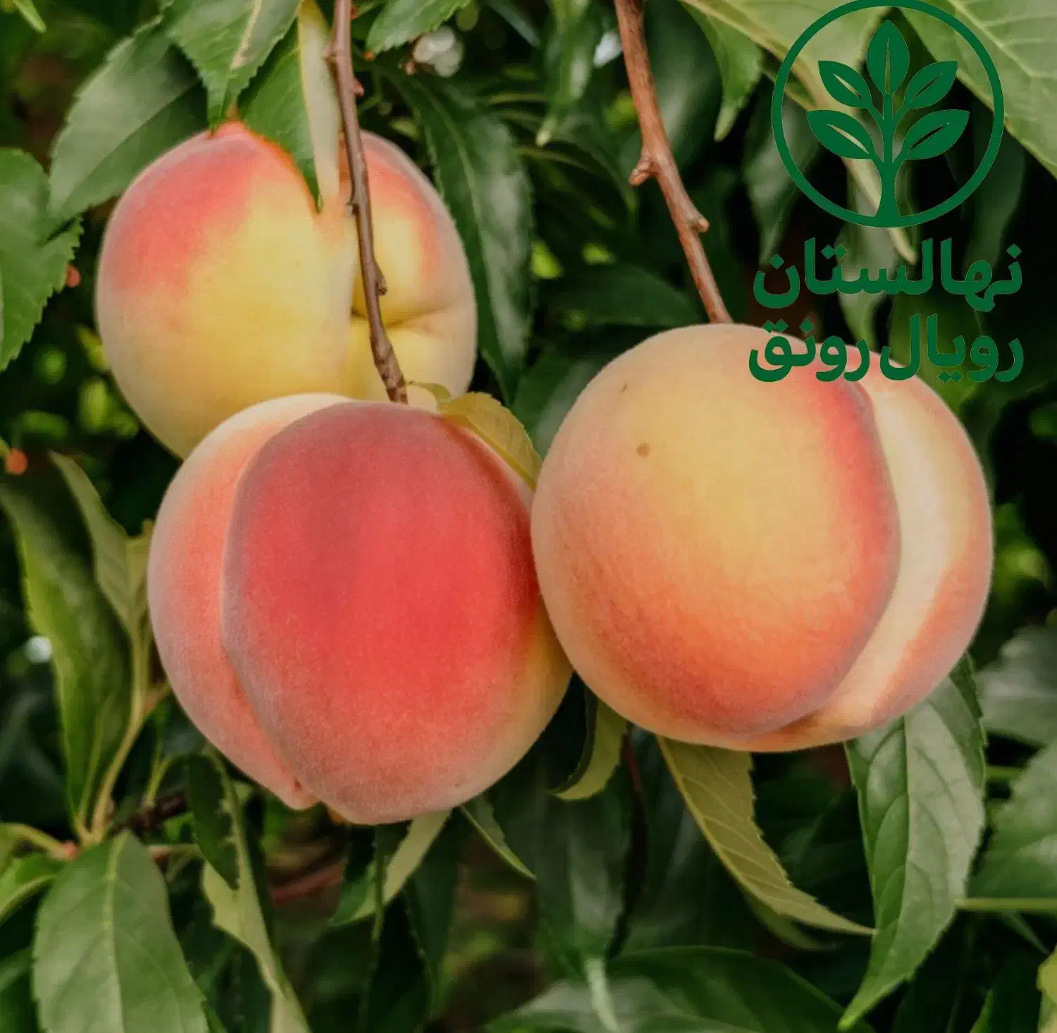 هلو با کیفیت و اصلاحشده|خدمات باغبانی و درختکاری|بروجن, |دیوار