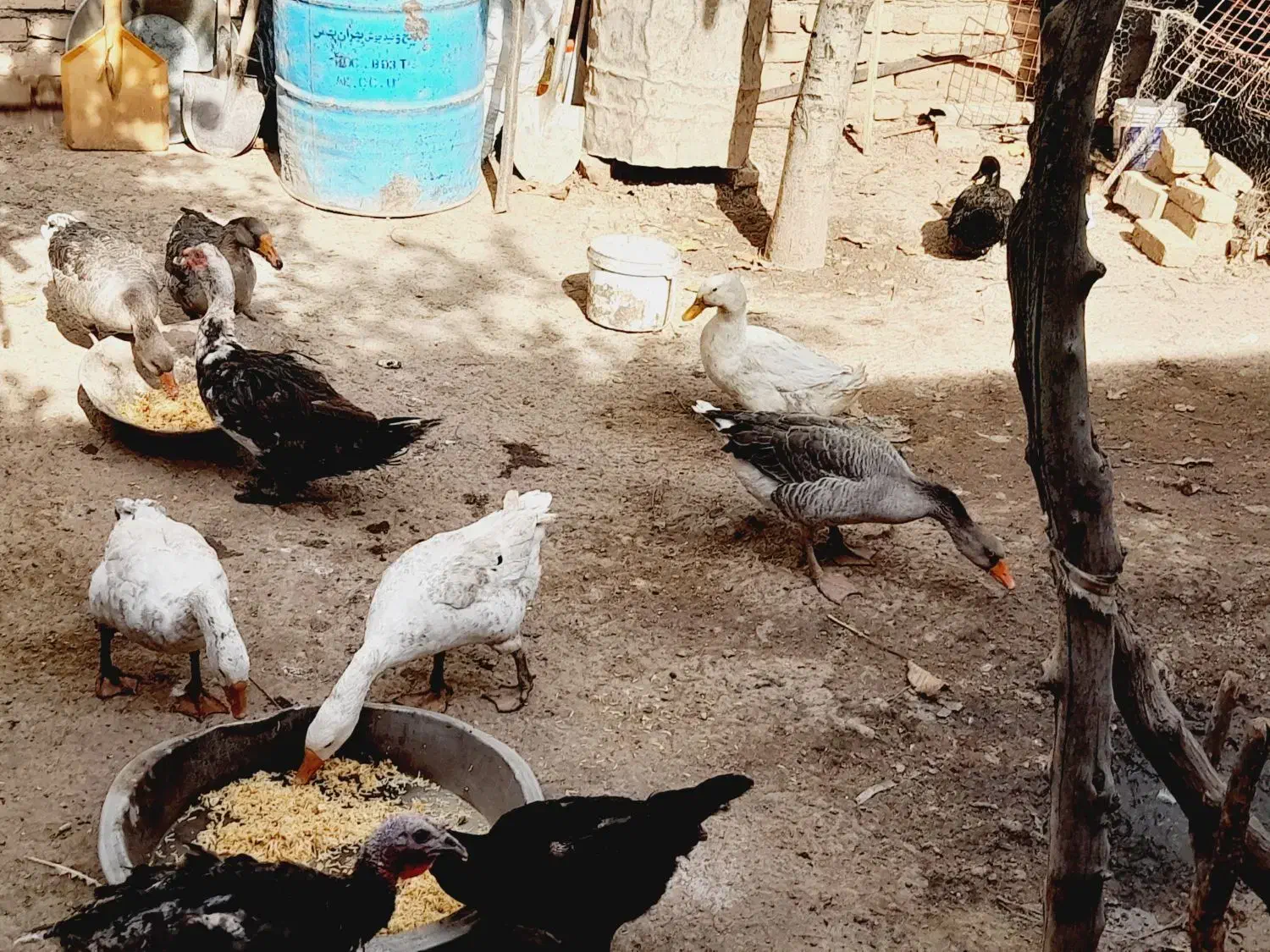 غاز و قو غاز.|حیوانات مزرعه|قزوین, |دیوار