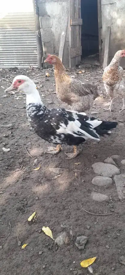 حیوانات محلی|حیوانات مزرعه|رضوانشهر, |دیوار