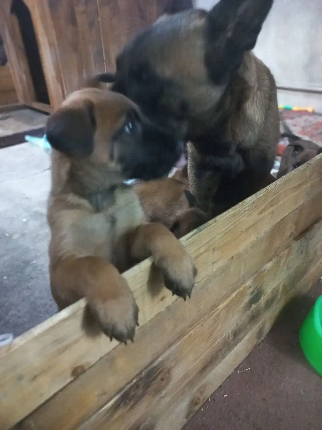 سگ گارد|سگ|گرمدره, |دیوار