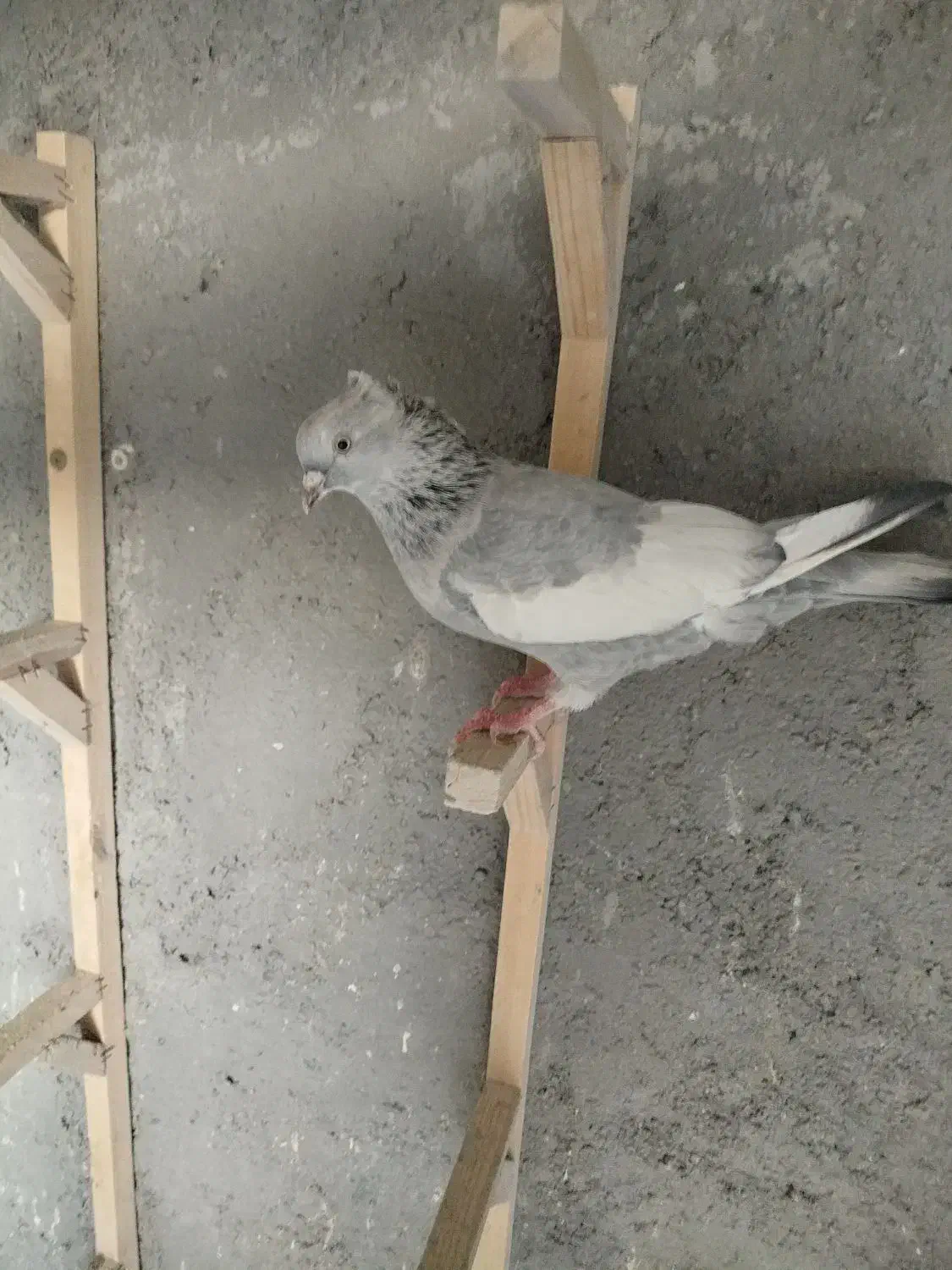 کفتر سینه ابی ماده|پرنده|مرودشت, فرهنگ|دیوار