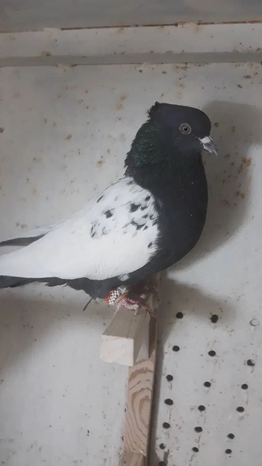 کبوتر سینه سیاه دوکت شیر|پرنده|صدرا-فارس, فاز ۲|دیوار