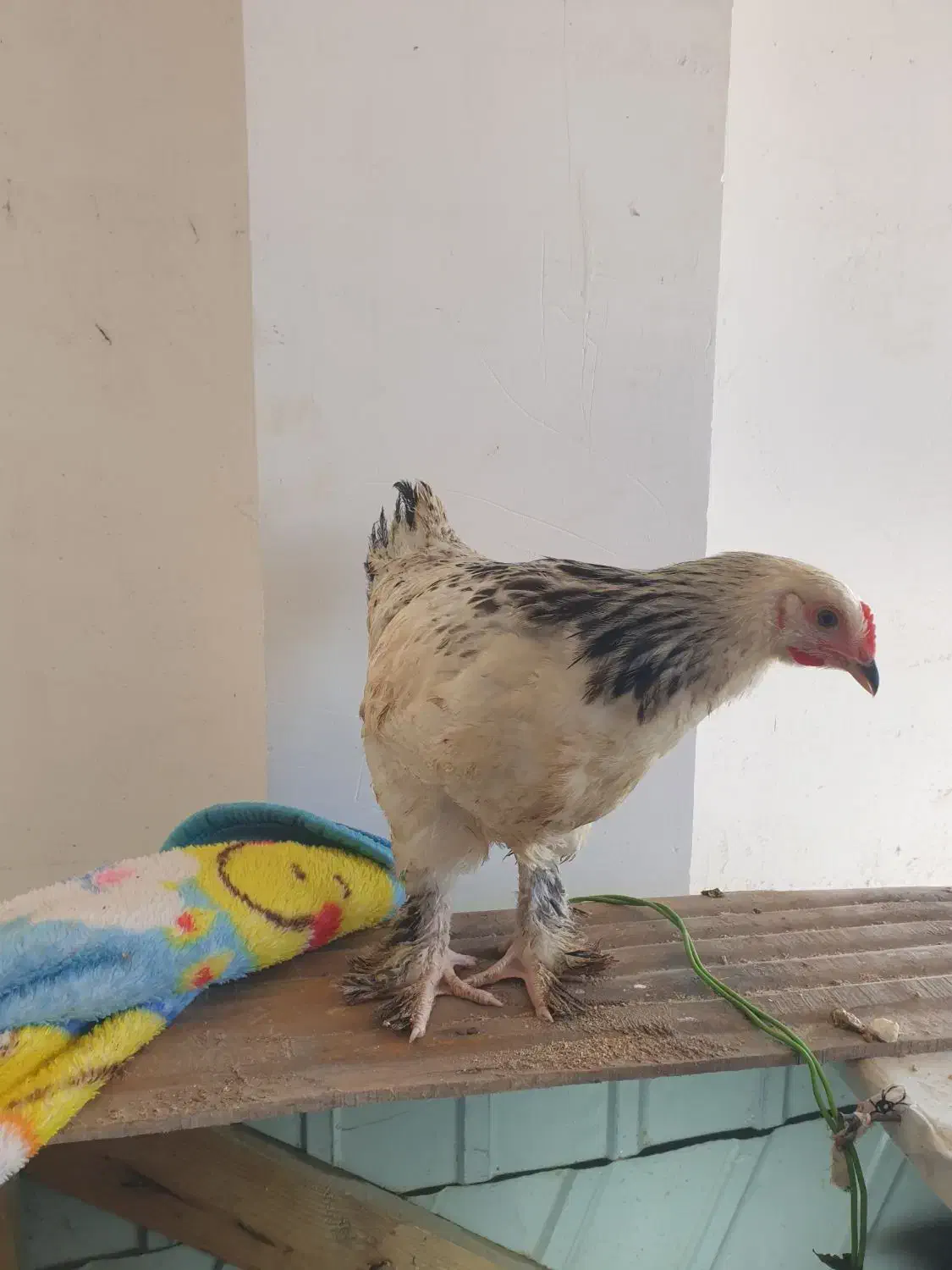 ابرهما  ۵عدد ۴ماهه|حیوانات مزرعه|اسالم, |دیوار