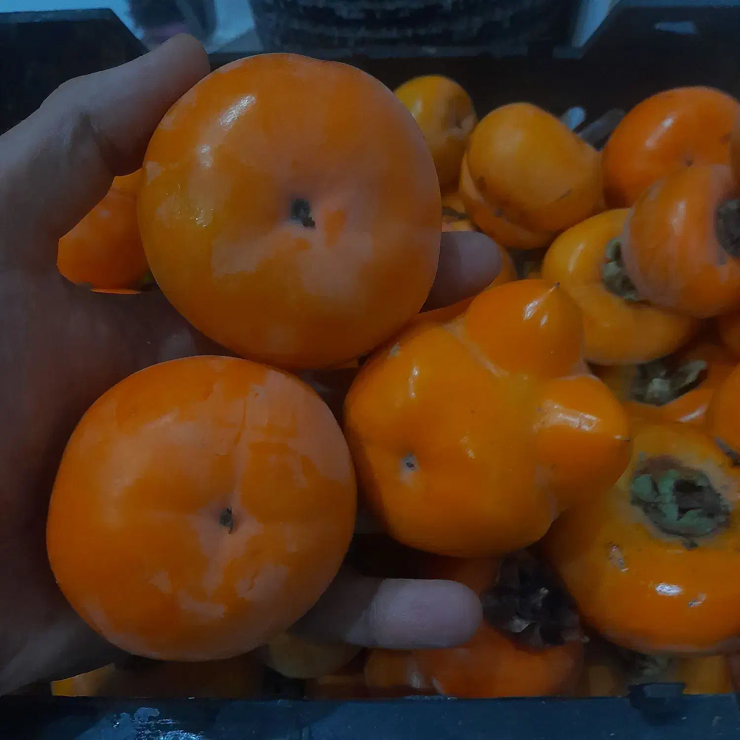 خرمالو درجه یک|خوردنی و آشامیدنی|تهران, شهران جنوبی|دیوار