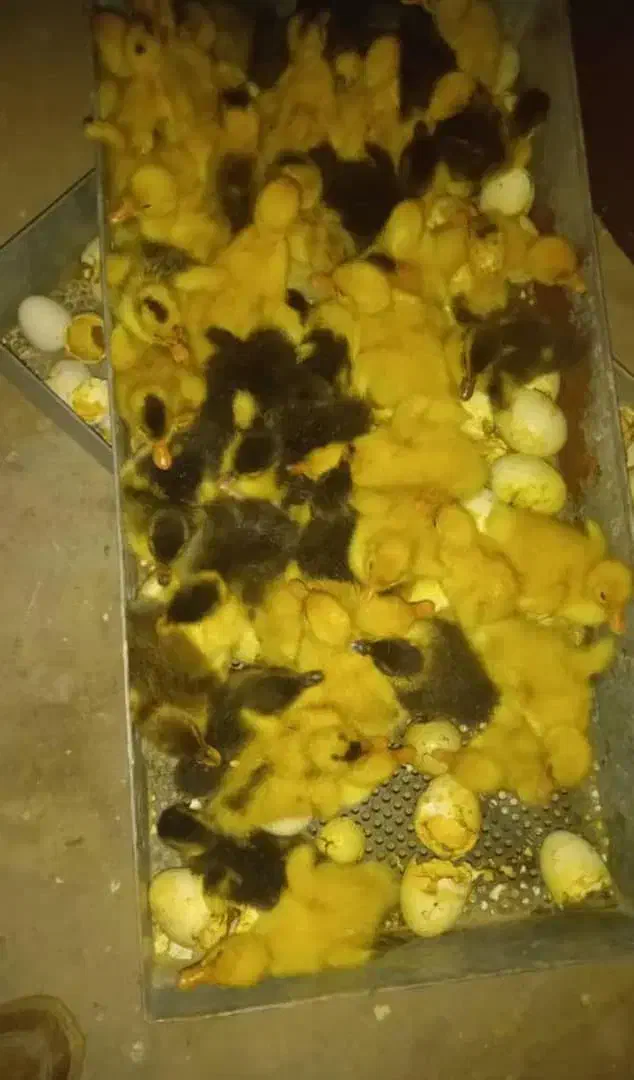 جوجه۱روزه|حیوانات مزرعه|اهواز, پردیس|دیوار