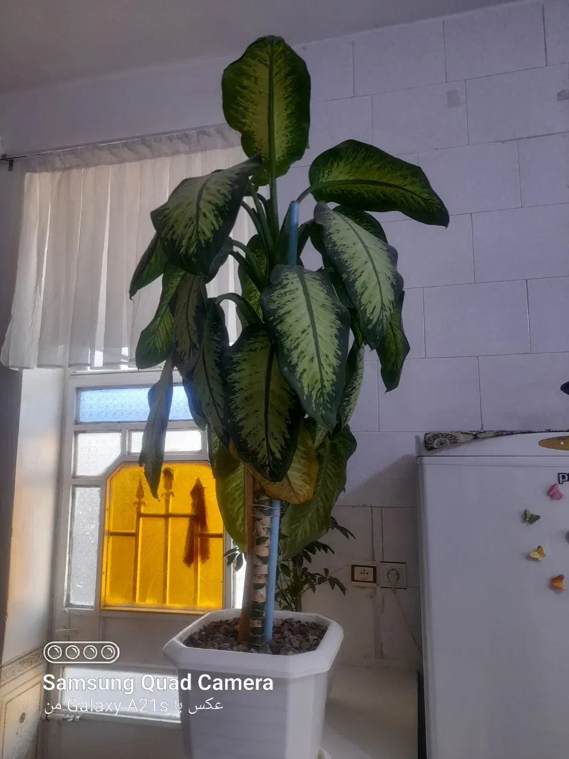 گل دیفن زیبا|گل و گیاه طبیعی|سرپل ذهاب, |دیوار