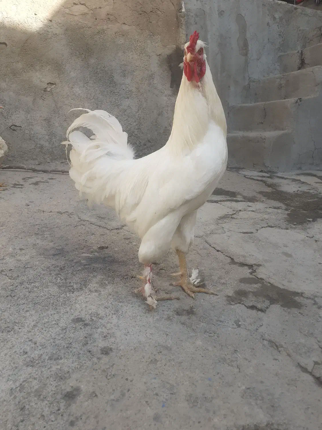 خروس کاکلی پاپر یه تیغ سفید ۱ساله|حیوانات مزرعه|صحنه, |دیوار