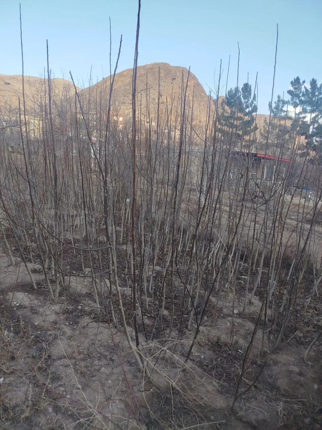 نهال گردو|خدمات باغبانی و درختکاری|سملقان, |دیوار