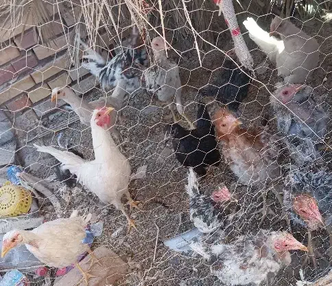 مرغ و خروس لاری و گلین|حیوانات مزرعه|رفسنجان, |دیوار