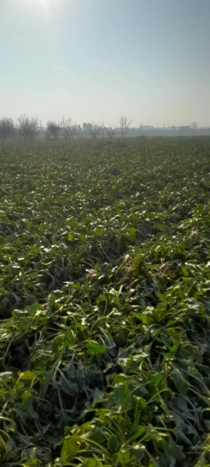 چغندر تازه و شیرین|لوازم جانبی حیوانات|میاندوآب, |دیوار