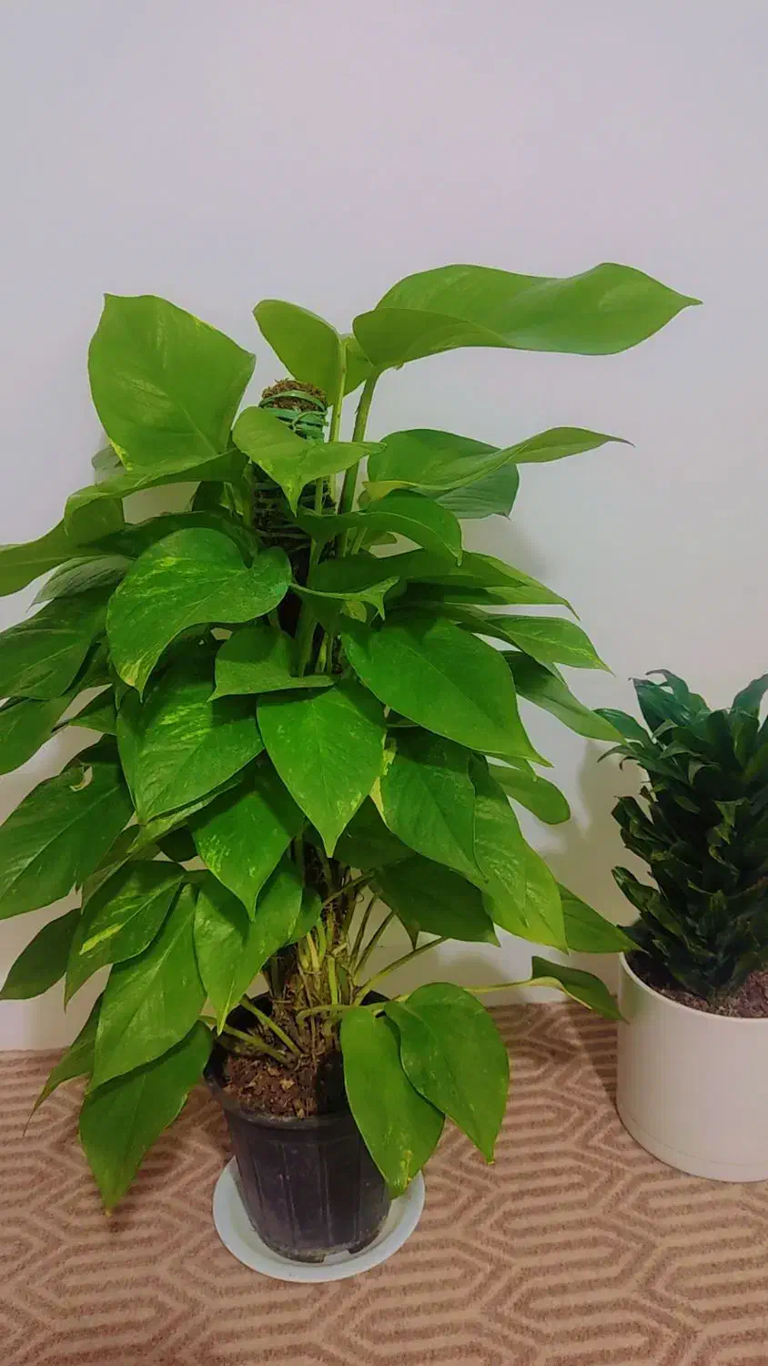 گیاه|گل و گیاه طبیعی|اهواز, لشکرآباد|دیوار