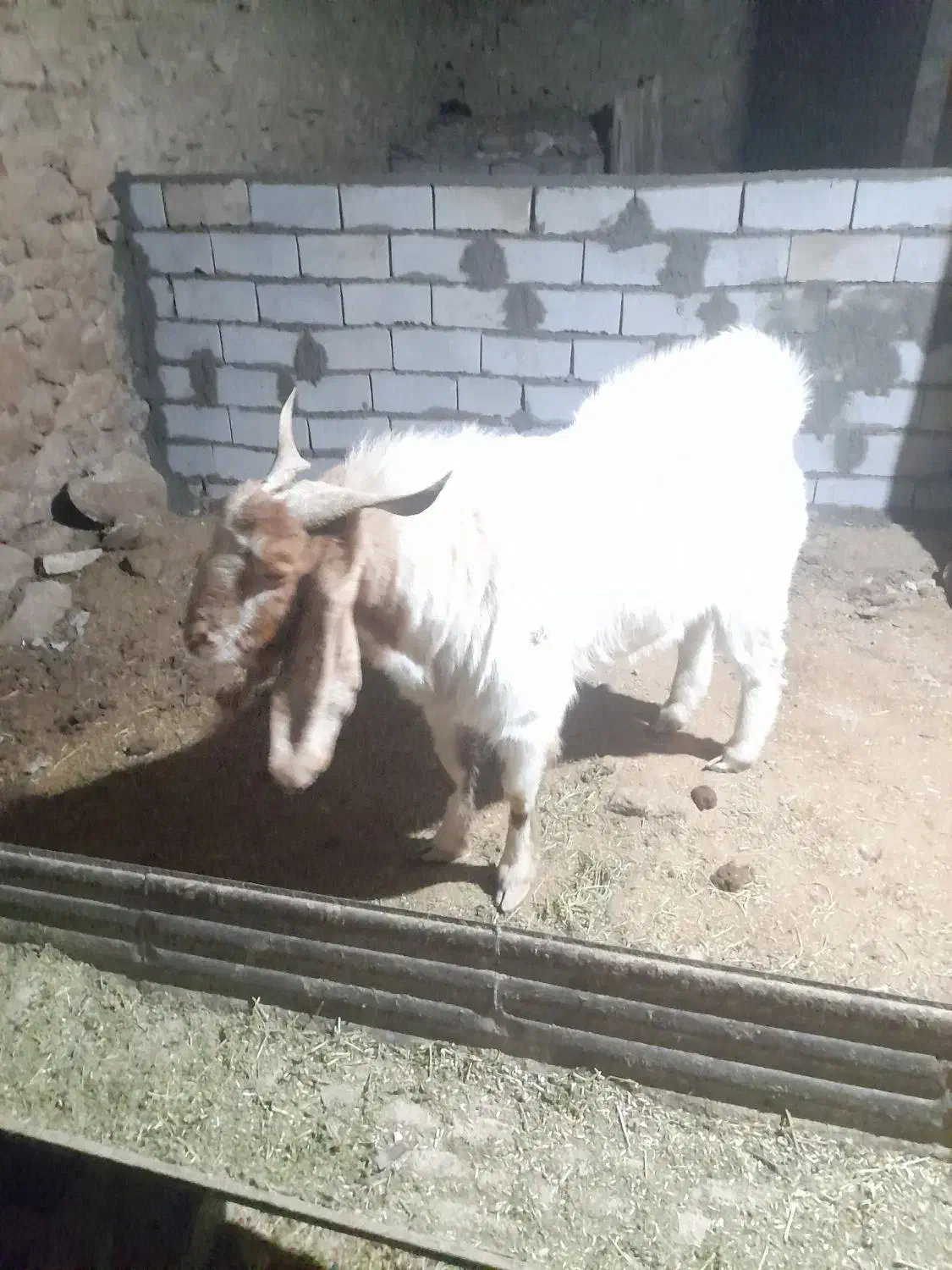 سلام خدمت دوستان یک نربزجوان دودندون|حیوانات مزرعه|بجنورد, |دیوار