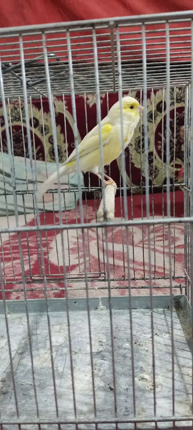 قناری ماده سوپر|پرنده|ابریشم, |دیوار