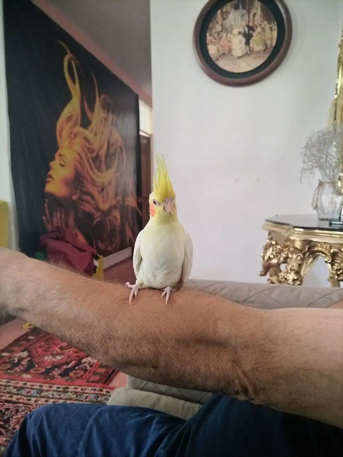 عروس هلندی|پرنده|میانه, |دیوار