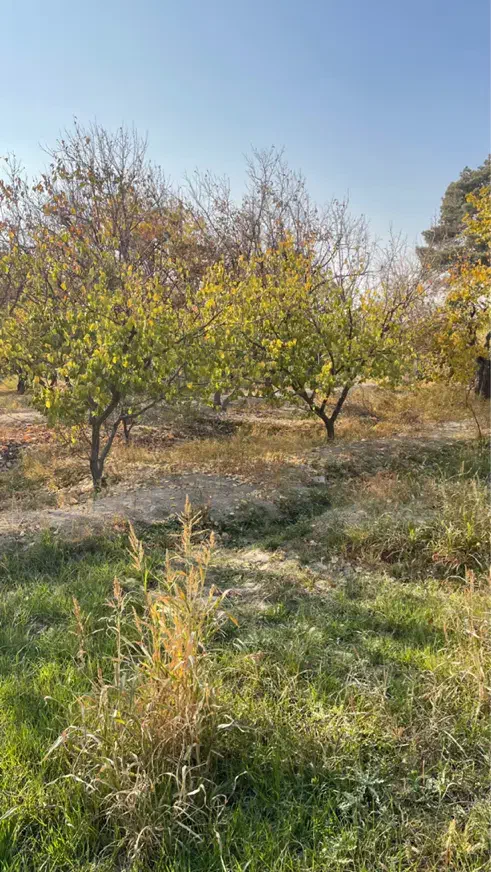 باغ ۹۵۰ متر یوسف اباد صیرفی شهریار|فروش زمین و ملک کلنگی|شهریار, یوسف آباد صیرفی|دیوار