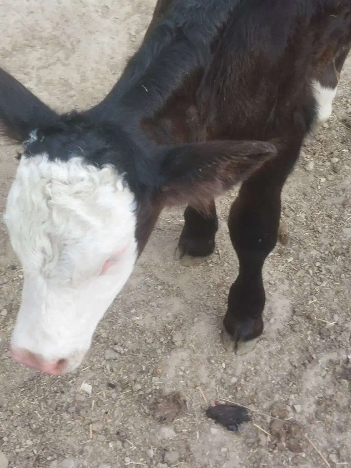 خواهان گاوشیری یا همراه گوسالع|حیوانات مزرعه|دیواندره, |دیوار