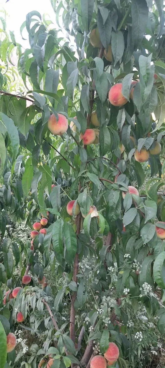 باغ ۱۰۰۰متری مدارک تکمیل|فروش دفتر صنعتی، کشاورزی، تجاری|کرمانشاه, |دیوار