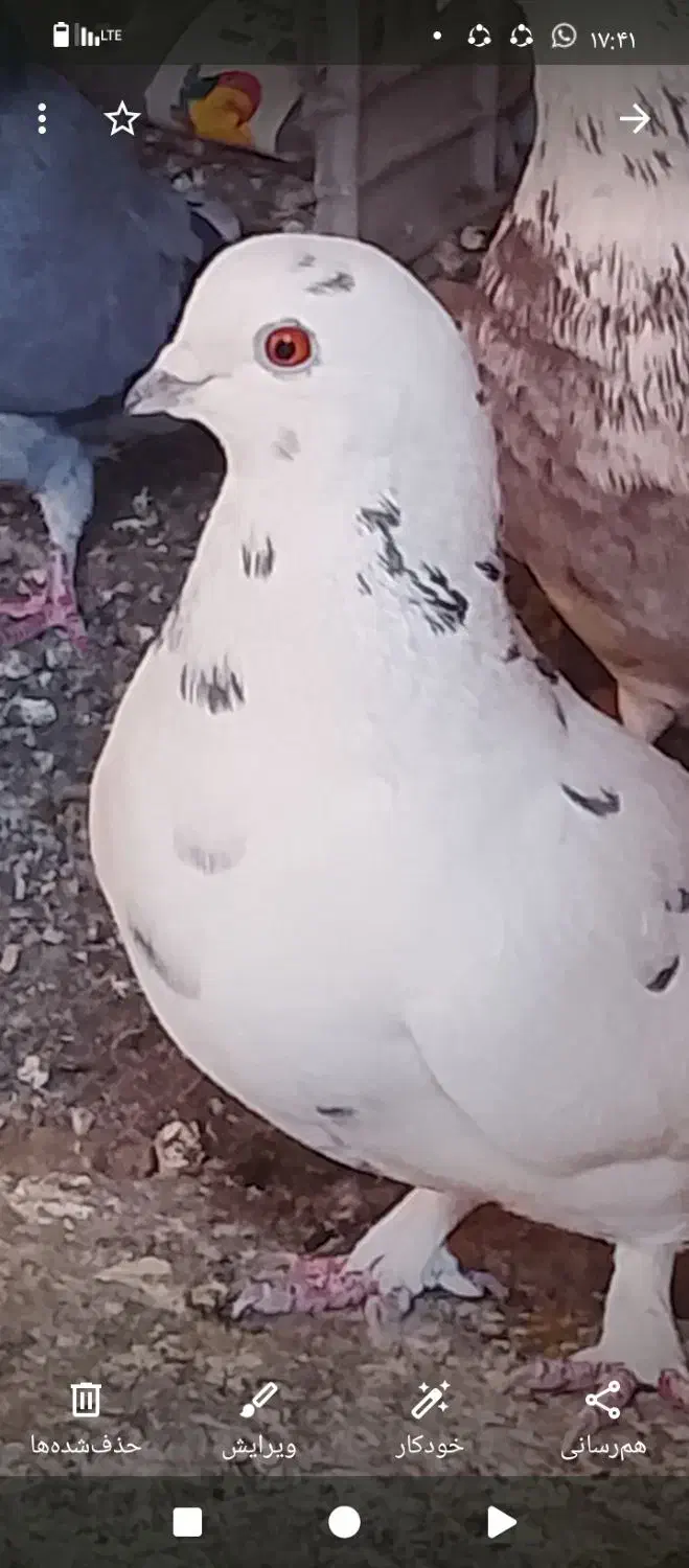 تعدادی کبوتر پرشی برای فروش|پرنده|بافت, |دیوار