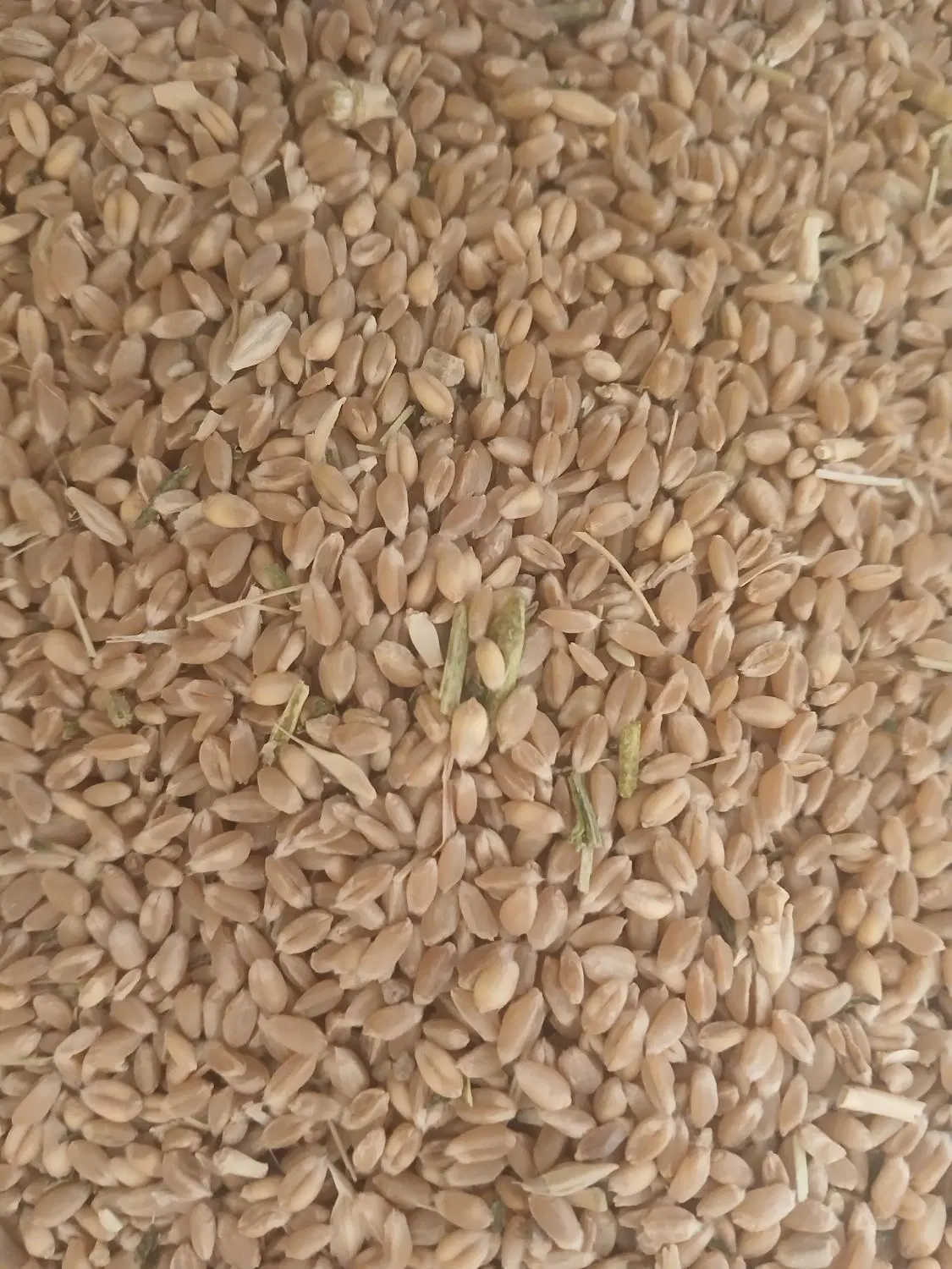 گندم|خوردنی و آشامیدنی|قوچان, |دیوار
