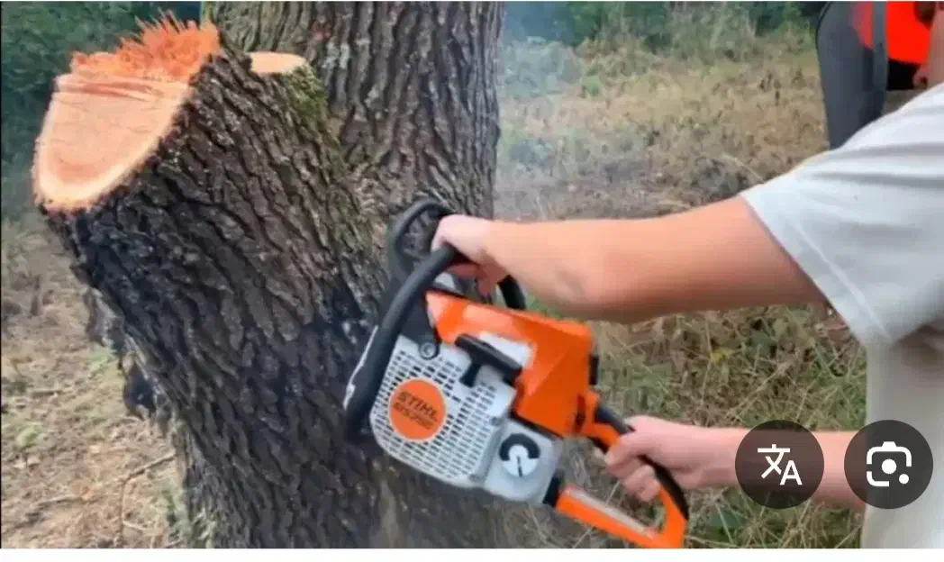 قطع و هرس درخت با اره برقی|خدمات باغبانی و درختکاری|شیراز, فخرآباد (دروازه کازرون)|دیوار