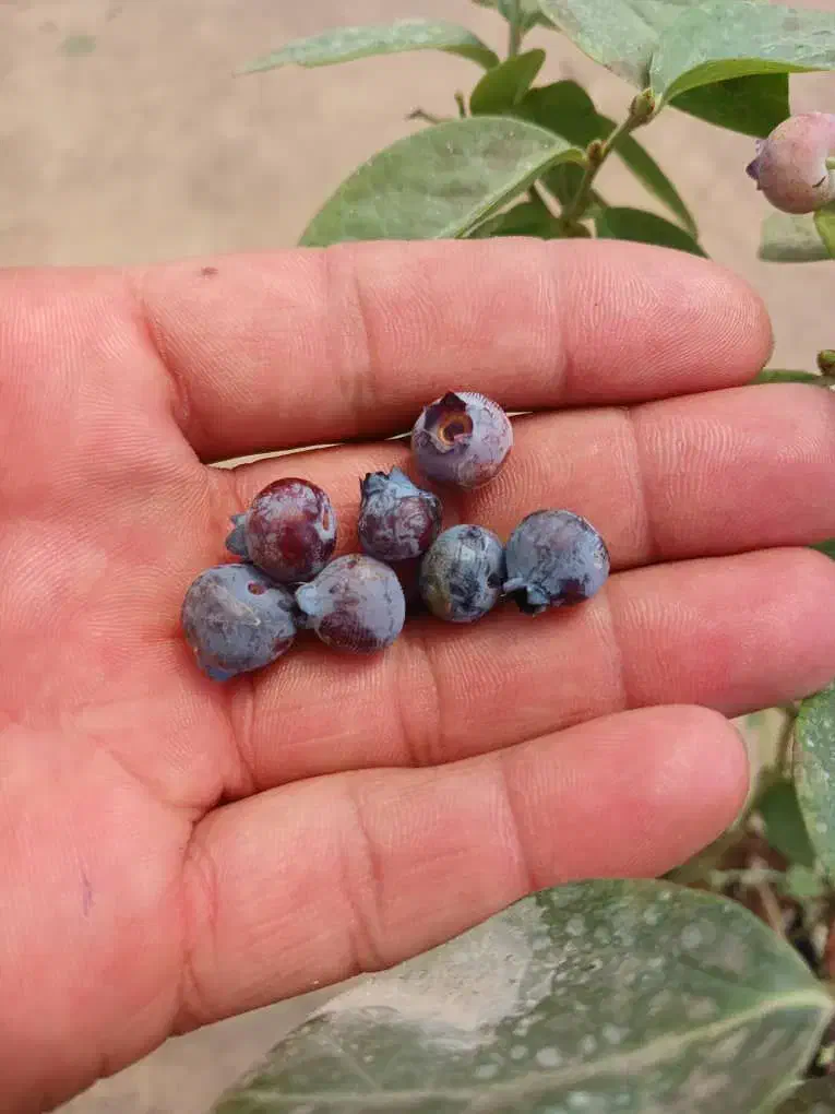 فروش نهال بلوبری درجه یک|خدمات باغبانی و درختکاری|رامسر, |دیوار