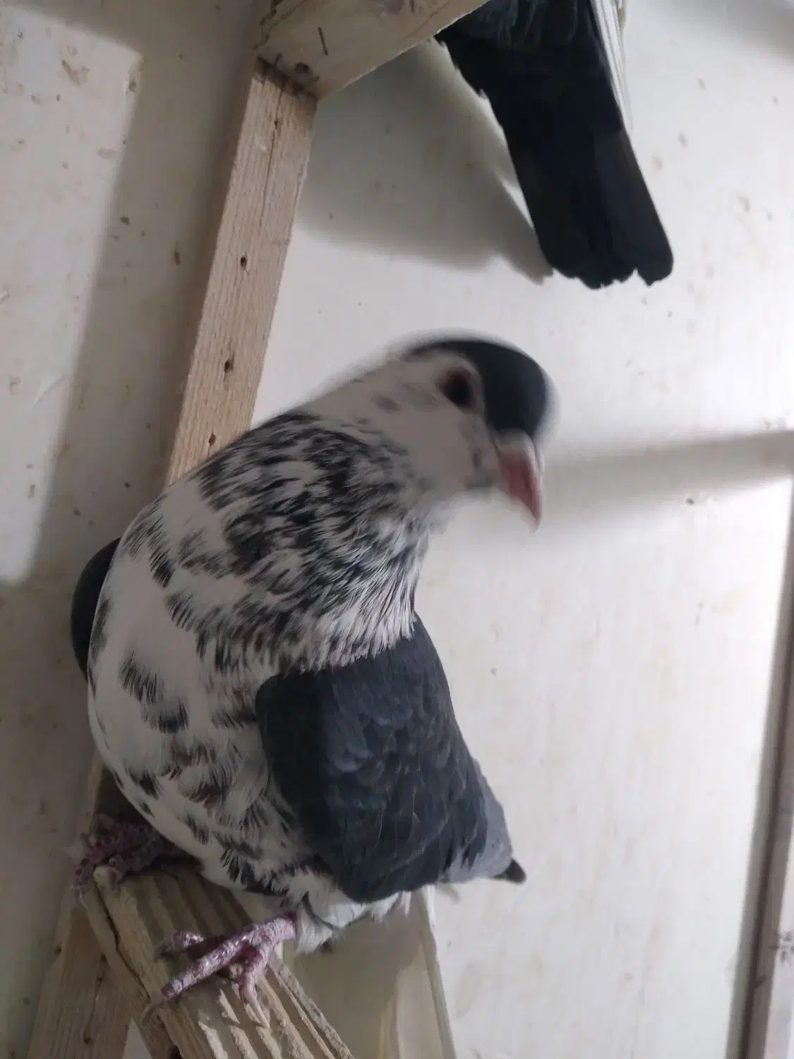 کفتر پرشی|پرنده|مشهد, کوی پلیس|دیوار