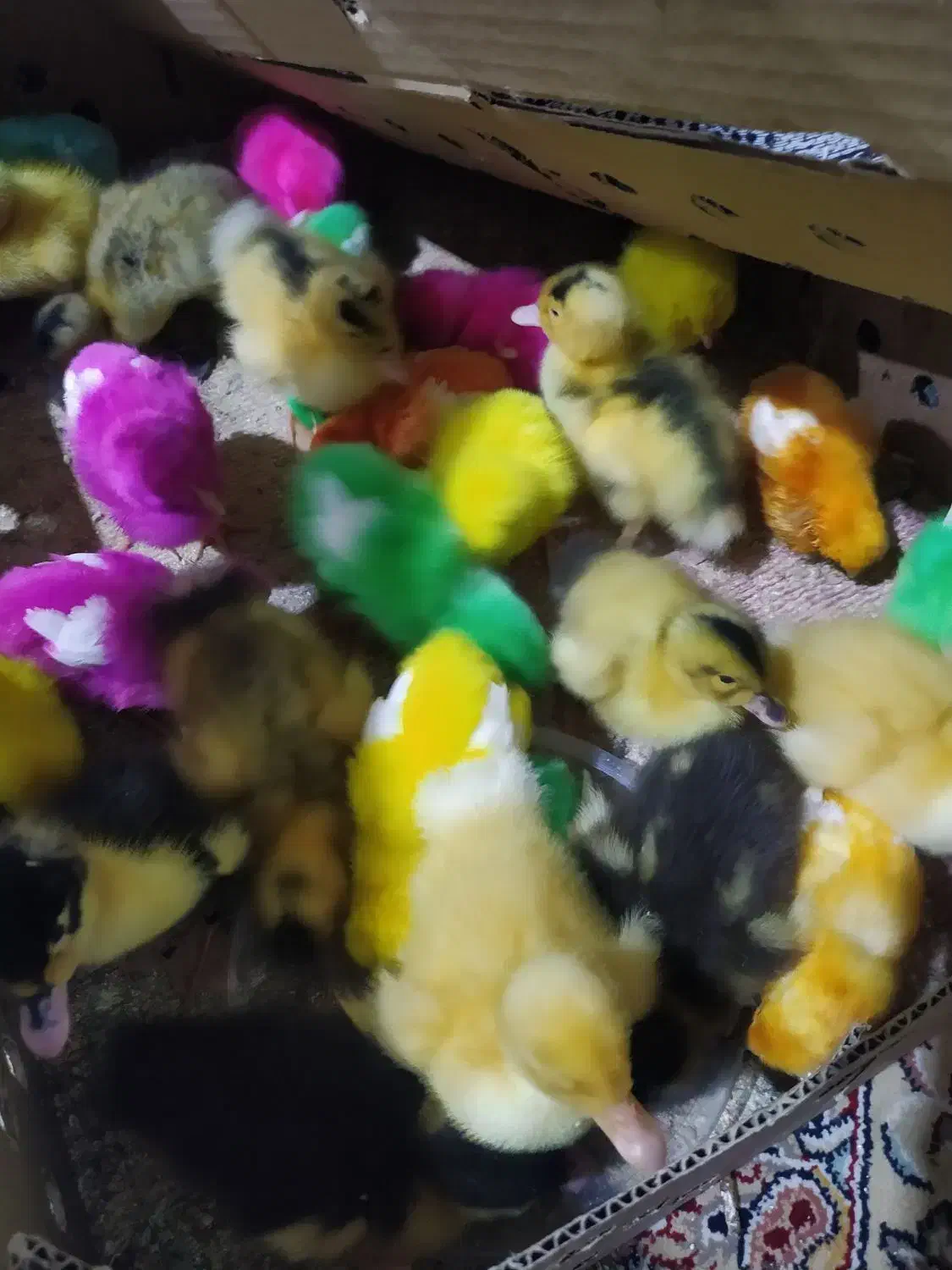 اردک جوجه رنگی در سیادک محمد رسول‌الله 11|حیوانات مزرعه|زاهدان, |دیوار