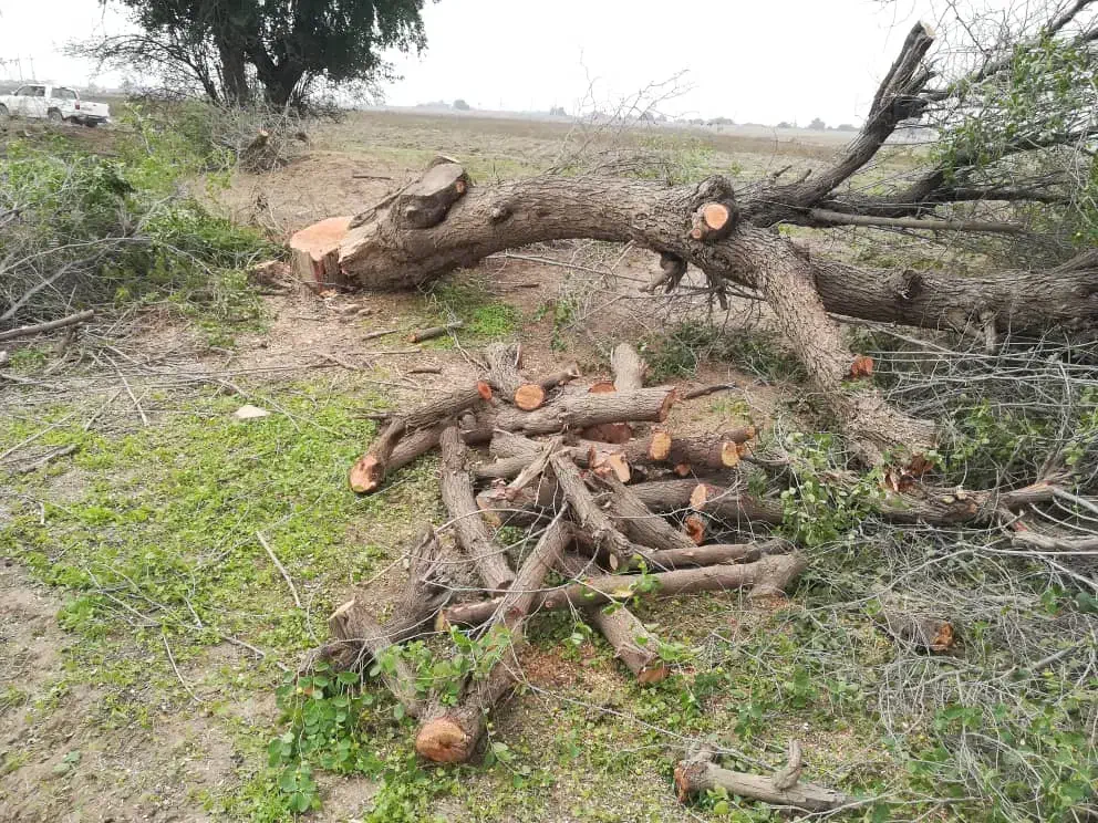 هرس و برش درخت به بالاترین قیمت بازدید رایگان|خدمات باغبانی و درختکاری|قم, بیست متری ولیعصر|دیوار