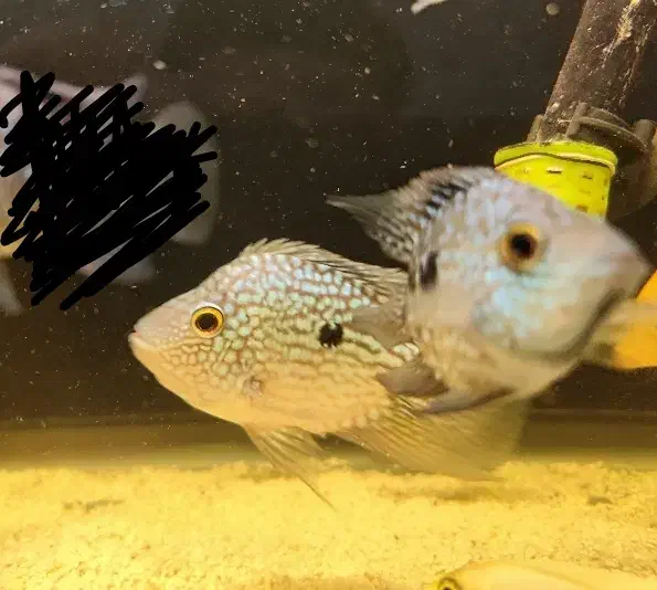 سیچلاید سورم و تگزاس|ماهی|محمدیه-قزوین, |دیوار