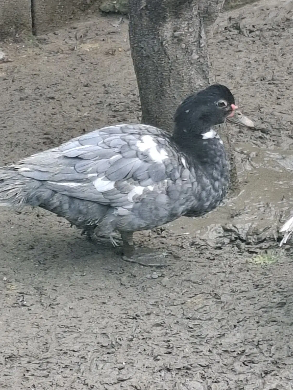 اردک طوسی نر و ماده|حیوانات مزرعه|آمل, |دیوار