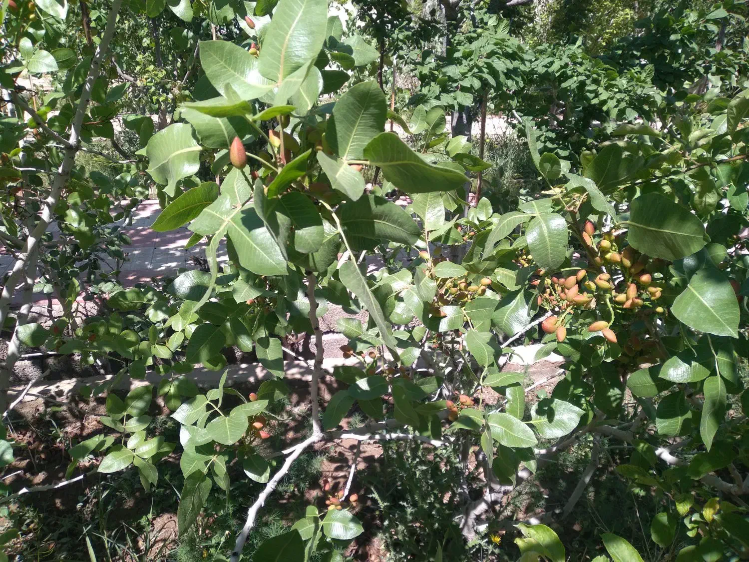 ویلا باغ در باغمعروف|فروش خانه و ویلا|تبریز, |دیوار