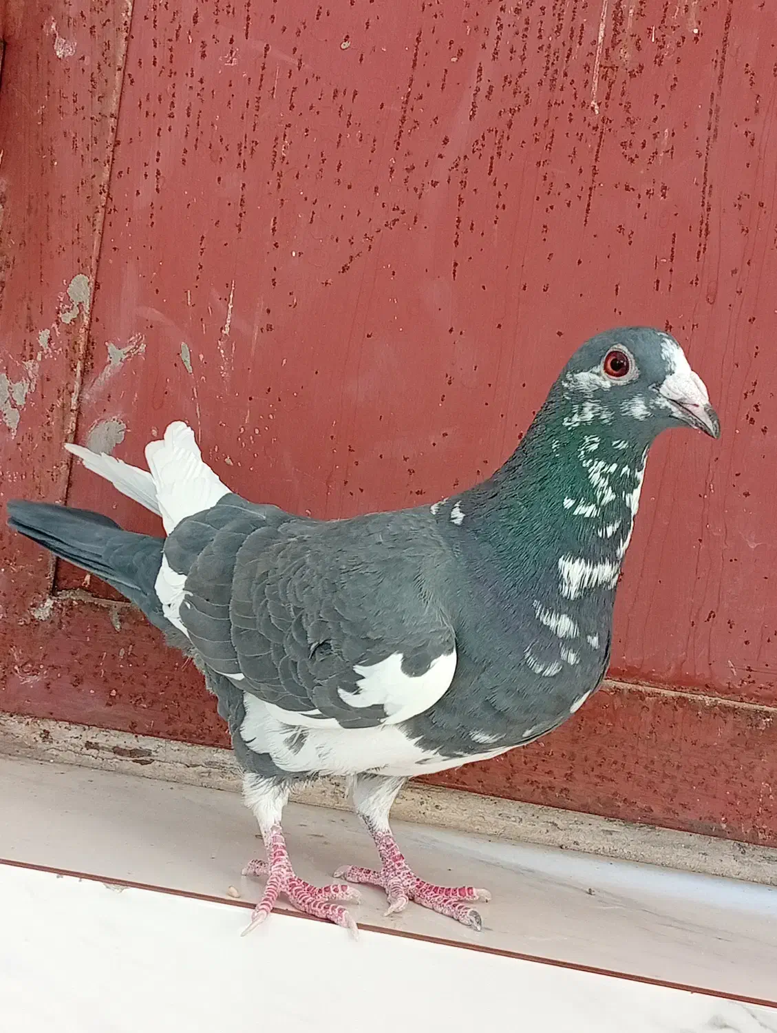 ابلق نر عالی|پرنده|فولادشهر, زاینده رود|دیوار