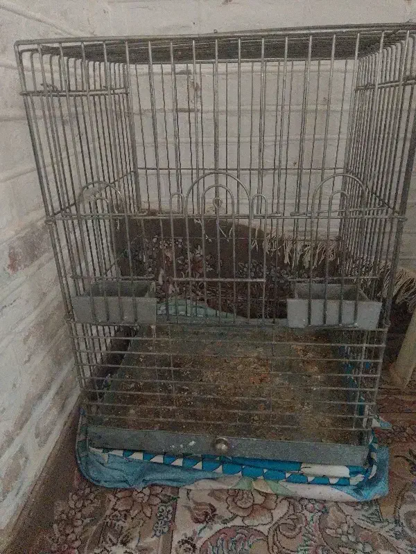 قفس|لوازم جانبی حیوانات|نیشابور, دارایی|دیوار