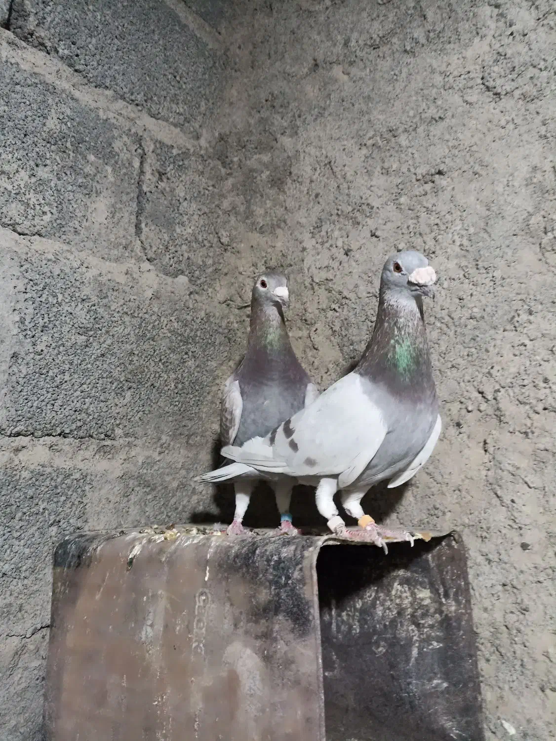 کفتر اوغون|پرنده|ملک‌آباد, |دیوار