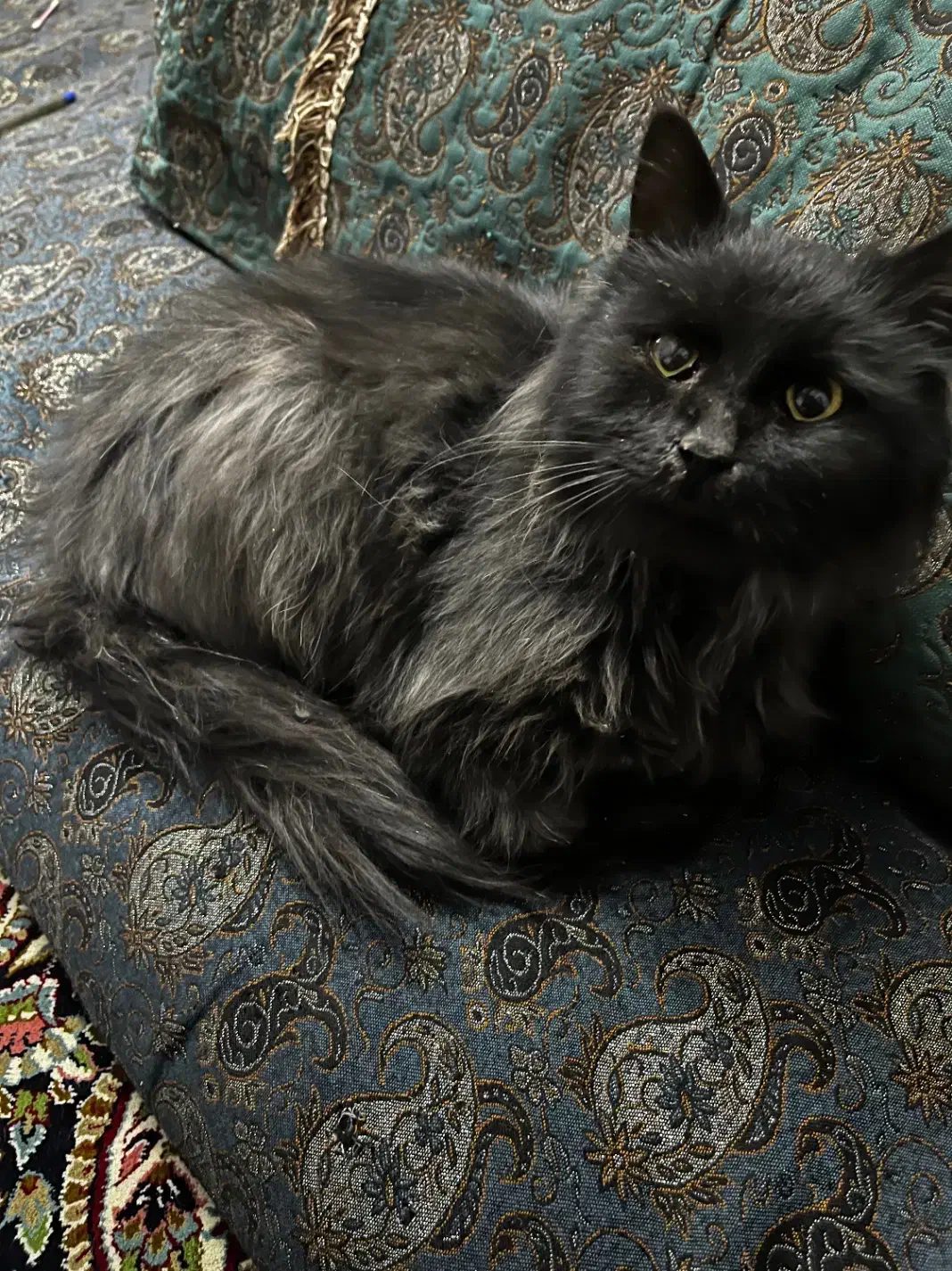 واگزاری گربه|گربه|زرند, |دیوار