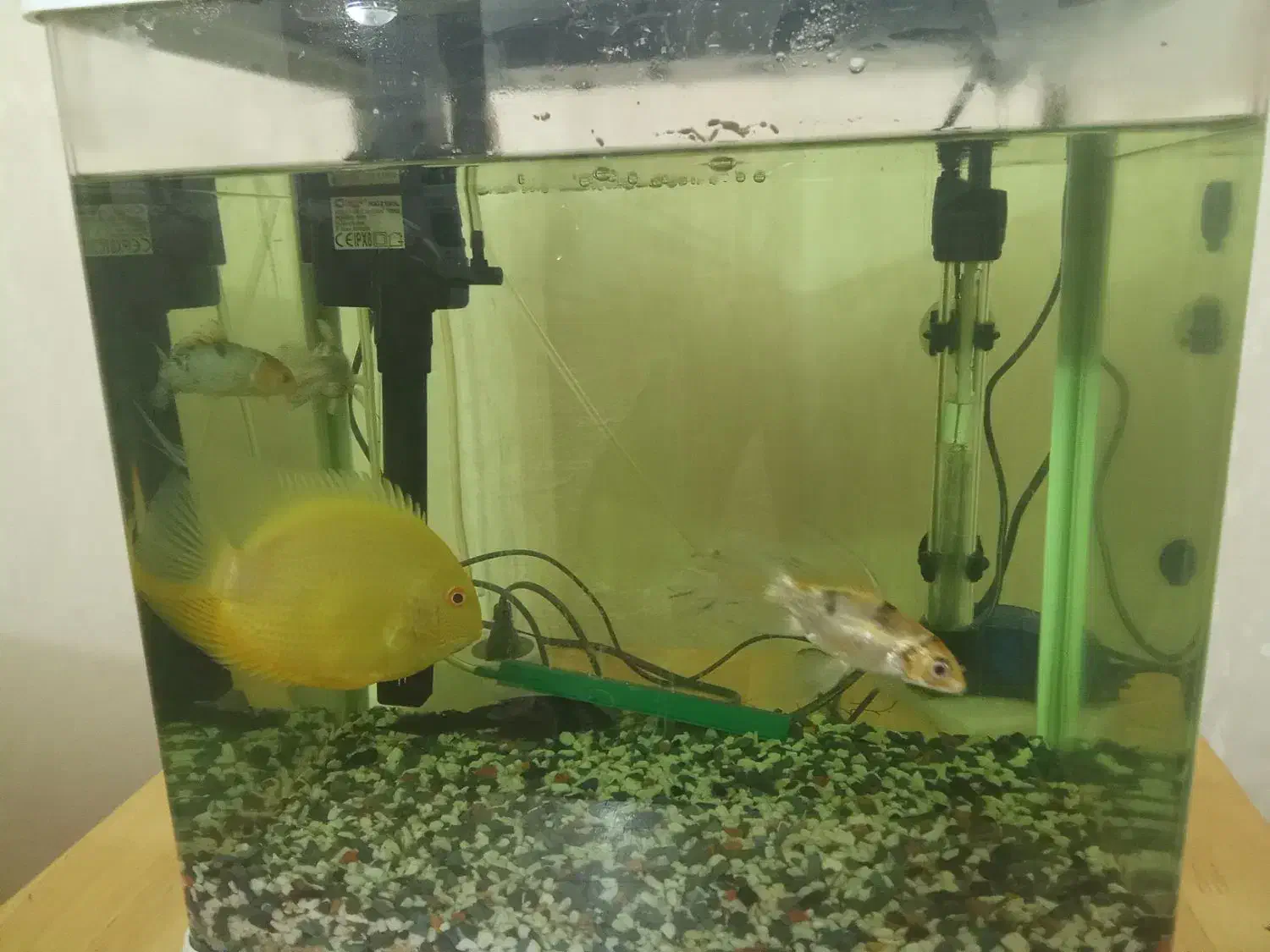 آکواریوم|ماهی|پاکدشت, پاکدشت (مامازند)|دیوار