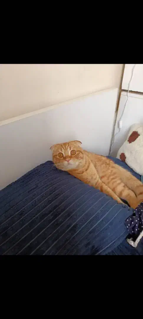 واگذاری گربه|گربه|کرج, ساماندهی|دیوار