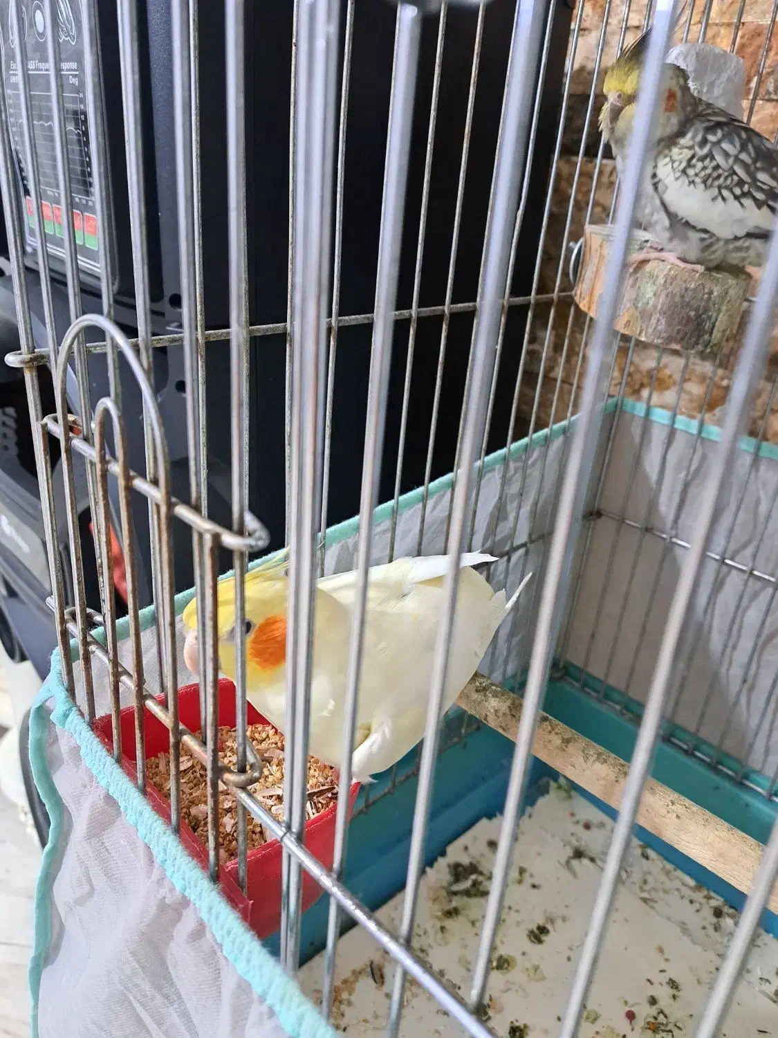 طوطی عروس|پرنده|چالوس, |دیوار