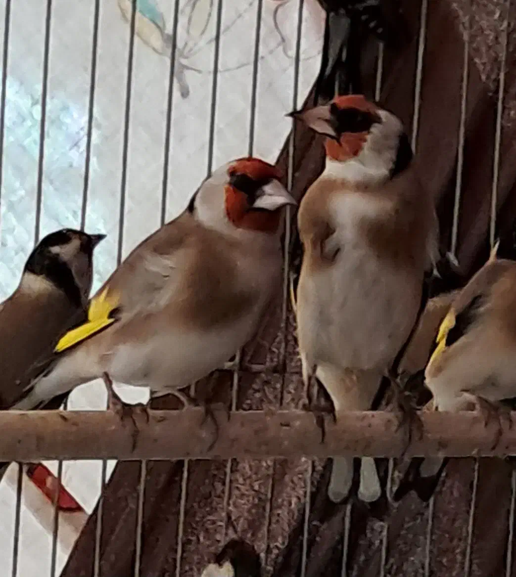 سهره پاییزه|پرنده|رشت, یخسازی|دیوار