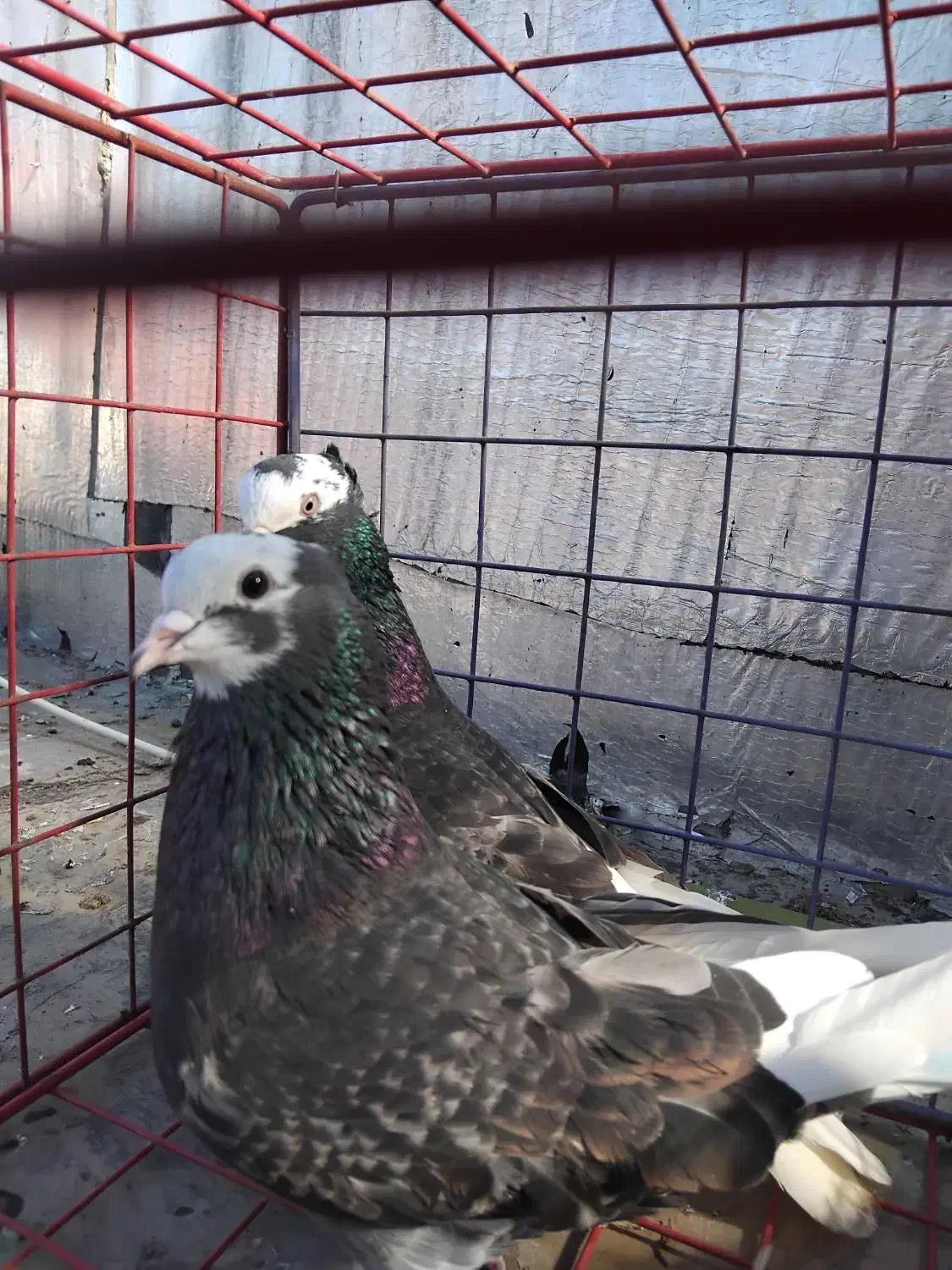 کبوتر|پرنده|فاضل آباد, |دیوار